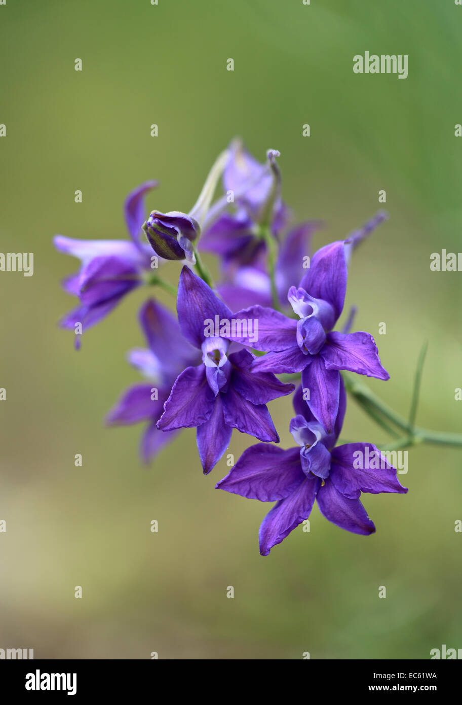 Larkspur hi-res stock photography and images - Alamy