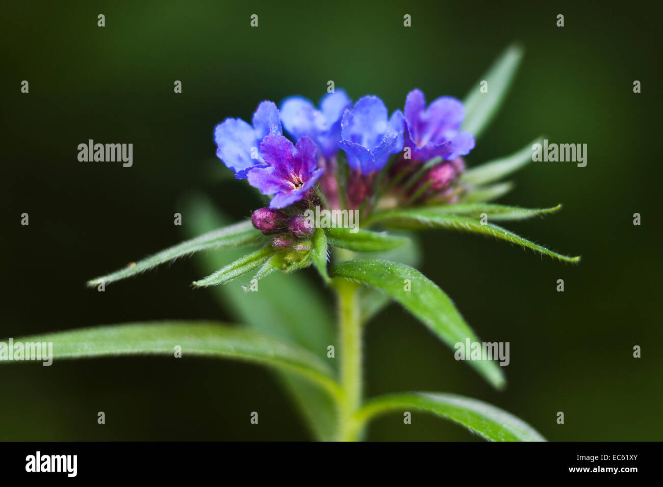 Purple Gromwell Lithospermum purpurocaeruleum Stock Photo