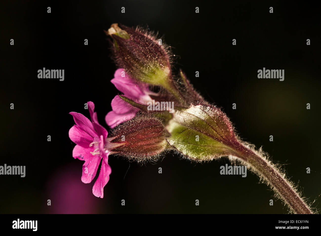 red campion Silene dioica Stock Photo