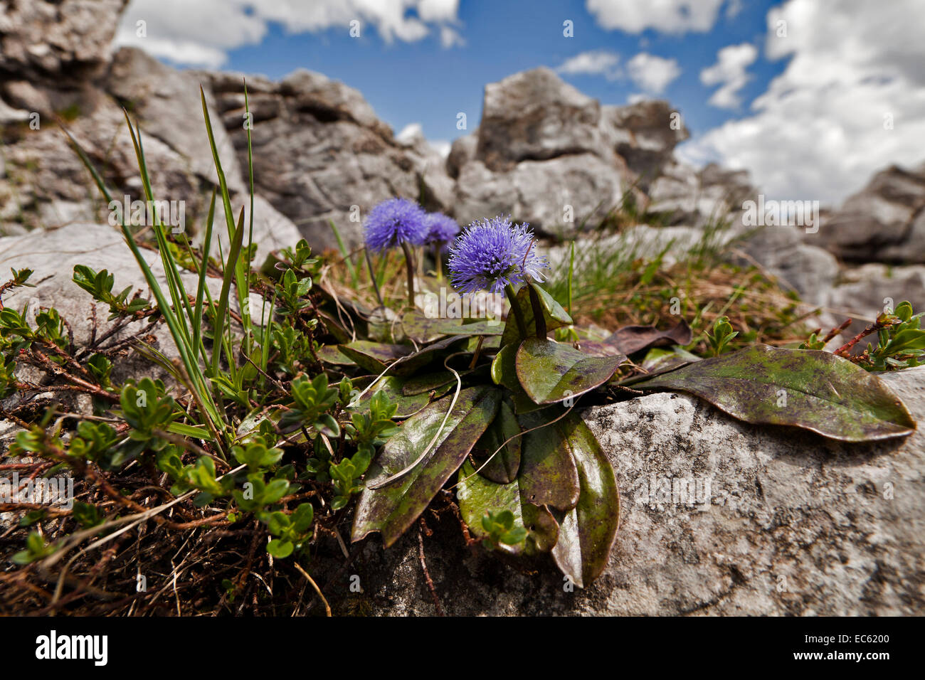Globularia nudicaulis on the Loser, Ausseerland, Austria, Europe Stock Photo