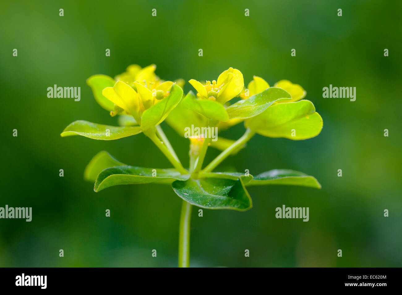 Cushion Spurge Euphorbia epithymoides Stock Photo Alamy