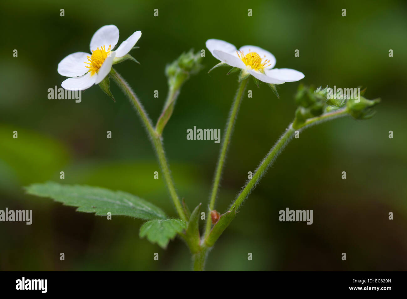 wild strawberry Fragaria vesca Stock Photo - Alamy
