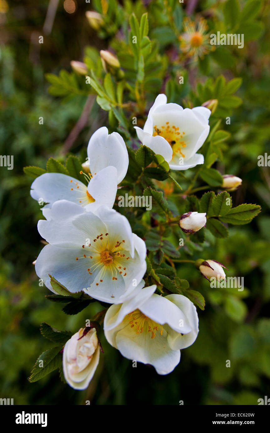 Rosa canina Stock Photo