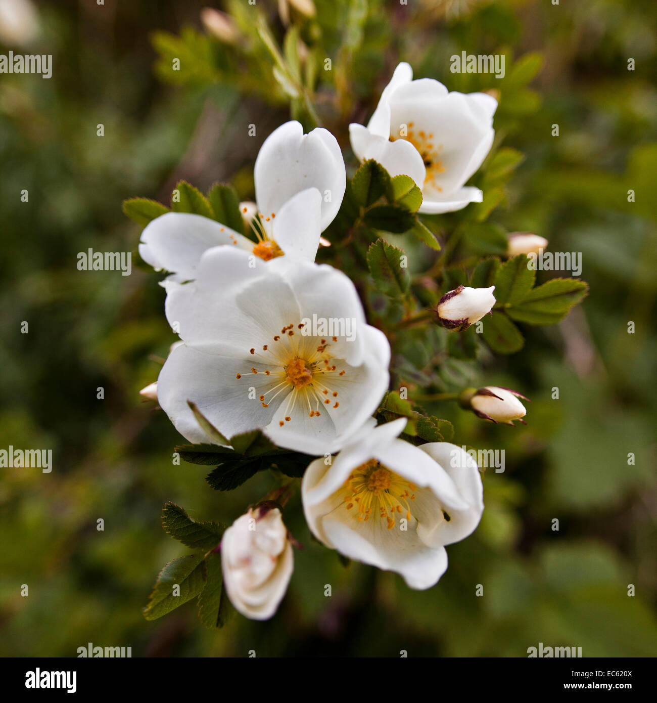 Haws rosa canina hi-res stock photography and images - Alamy