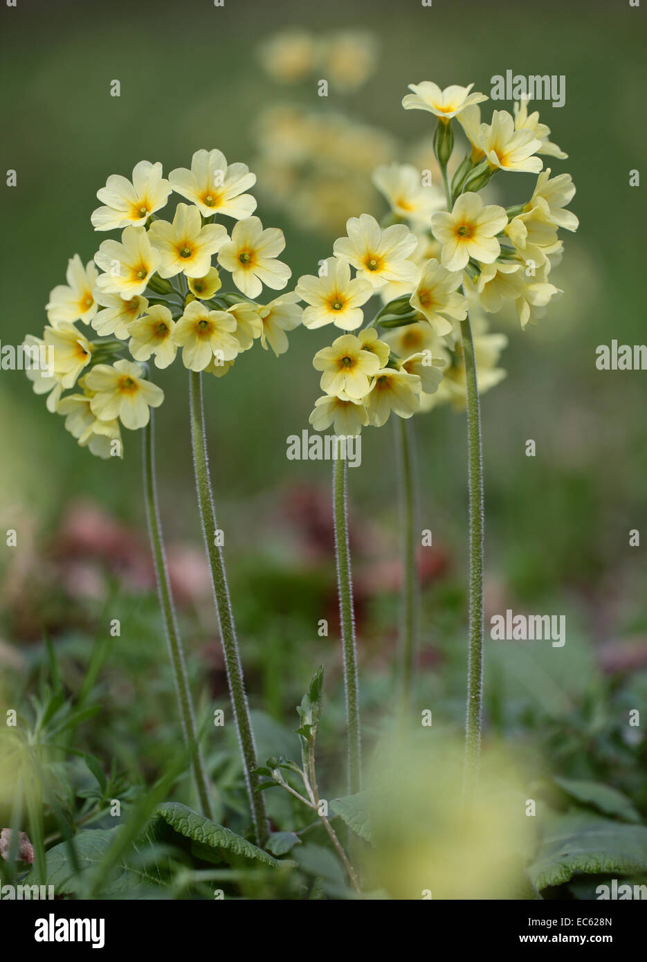 Oxlip spring hi-res stock photography and images - Alamy