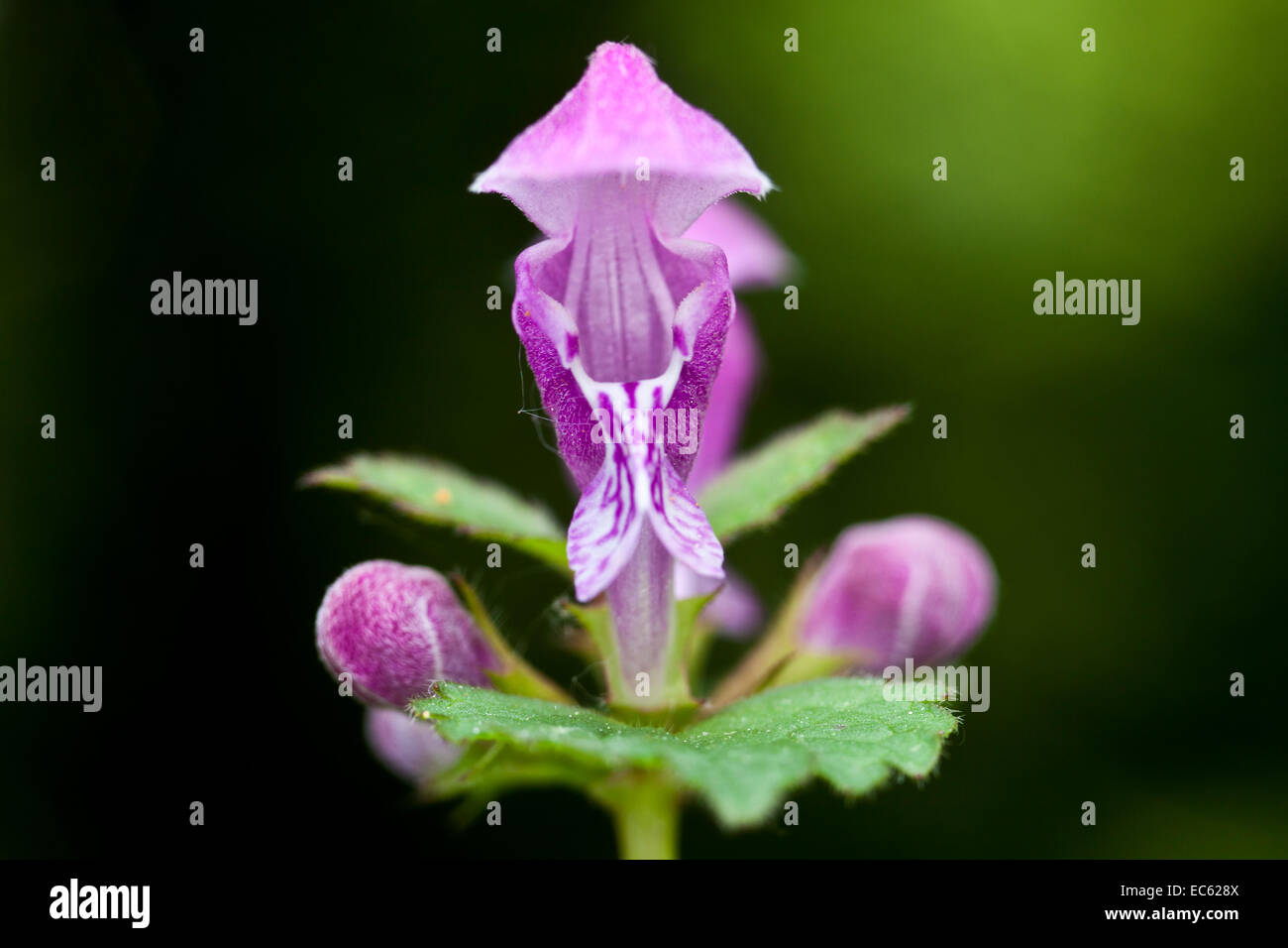 Spotted Deadnettle Lamium maculatum Stock Photo