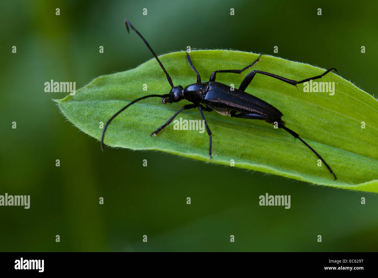 Imagolonghorn beetle, long-horned beetle Strangalia aethiops, Leptura aethiops , imago Stock Photo