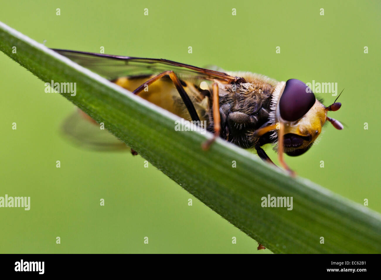 Torvus hi-res stock photography and images - Alamy