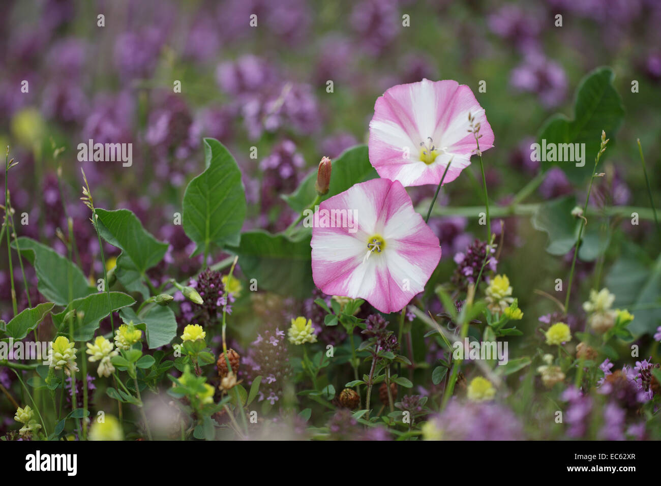 Common Bindweed High Resolution Stock Photography and Images - Alamy