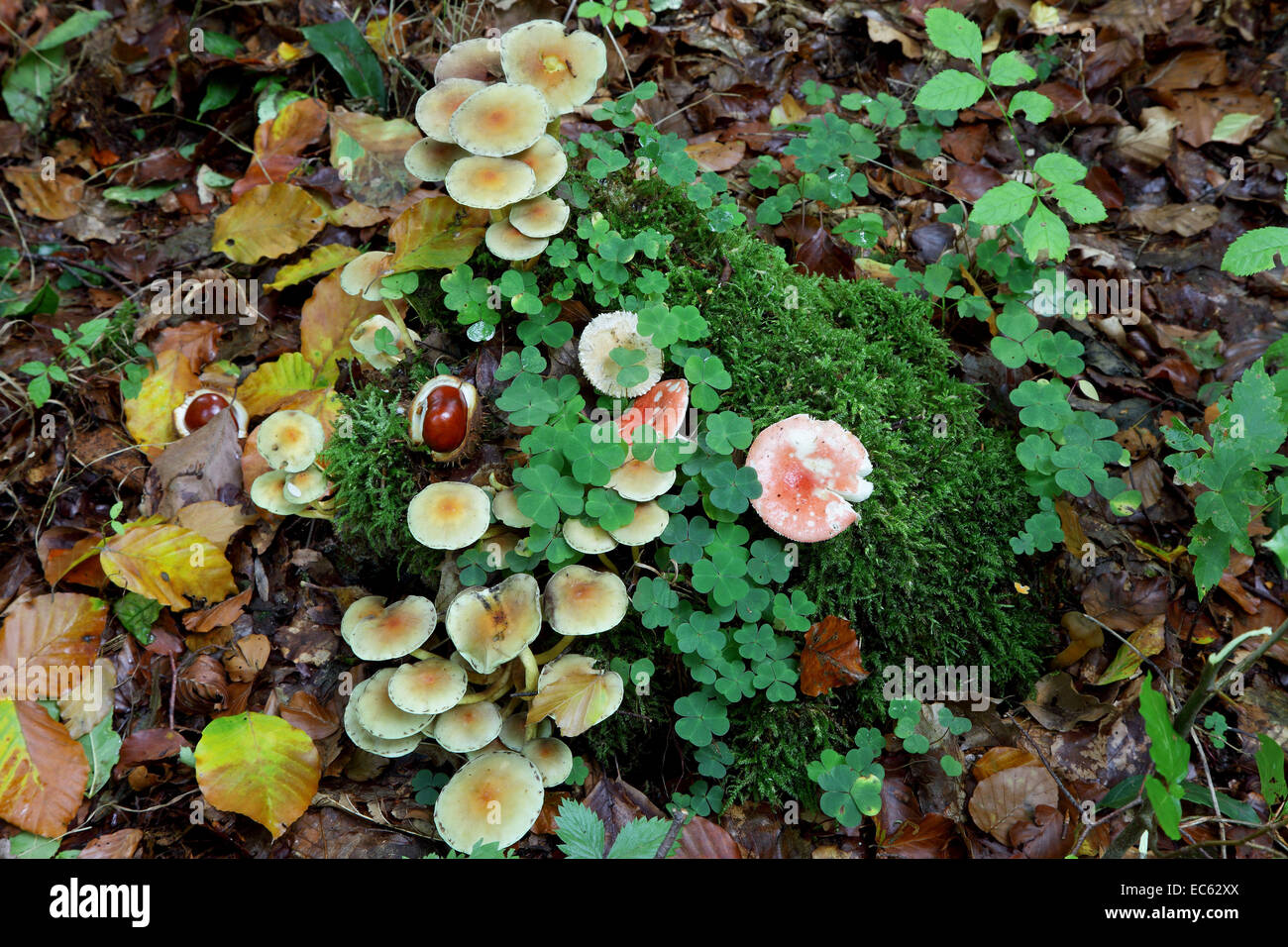 Deadwood on forest floor hi-res stock photography and images - Alamy