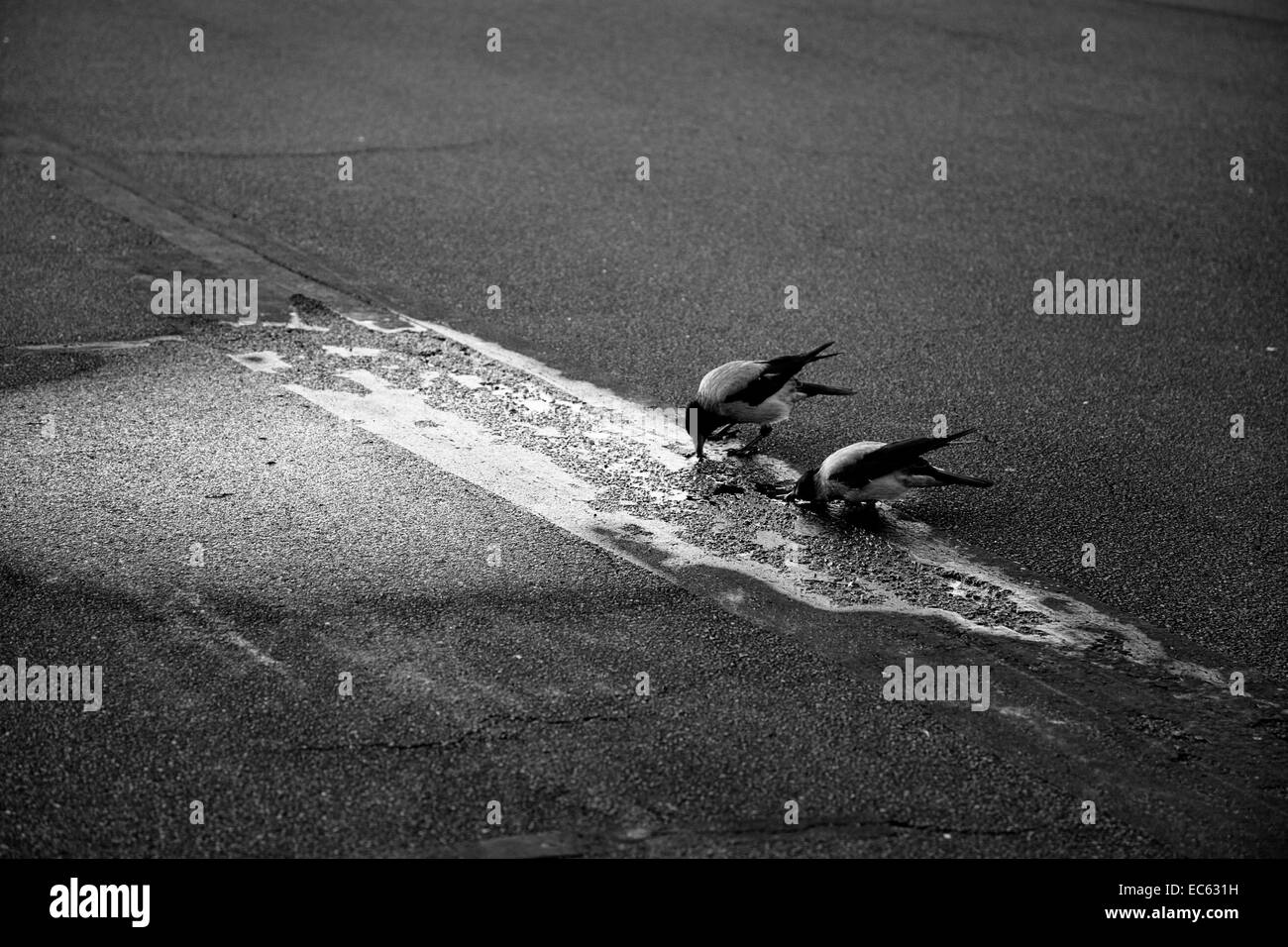 two crows drinking at a puddle, birds on the Tempelhof airfield, Berlin Stock Photo