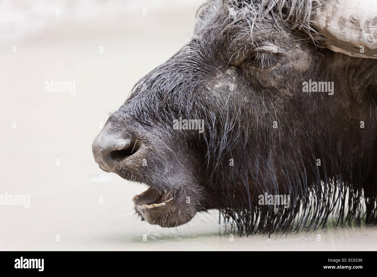 water buffalo Bubalus bubalis Stock Photo