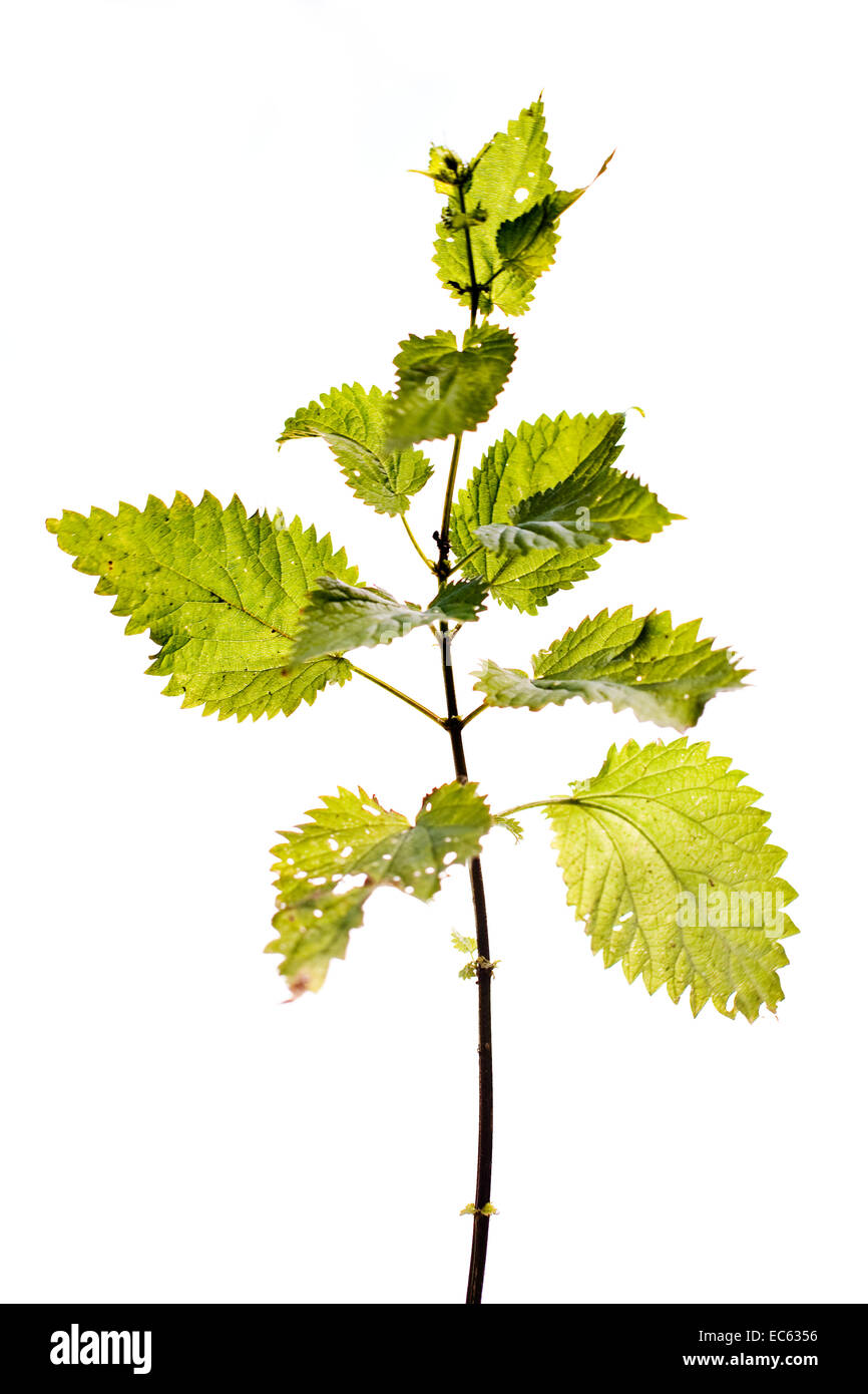 Nettle urtica dioica Cut Out Stock Images & Pictures - Alamy