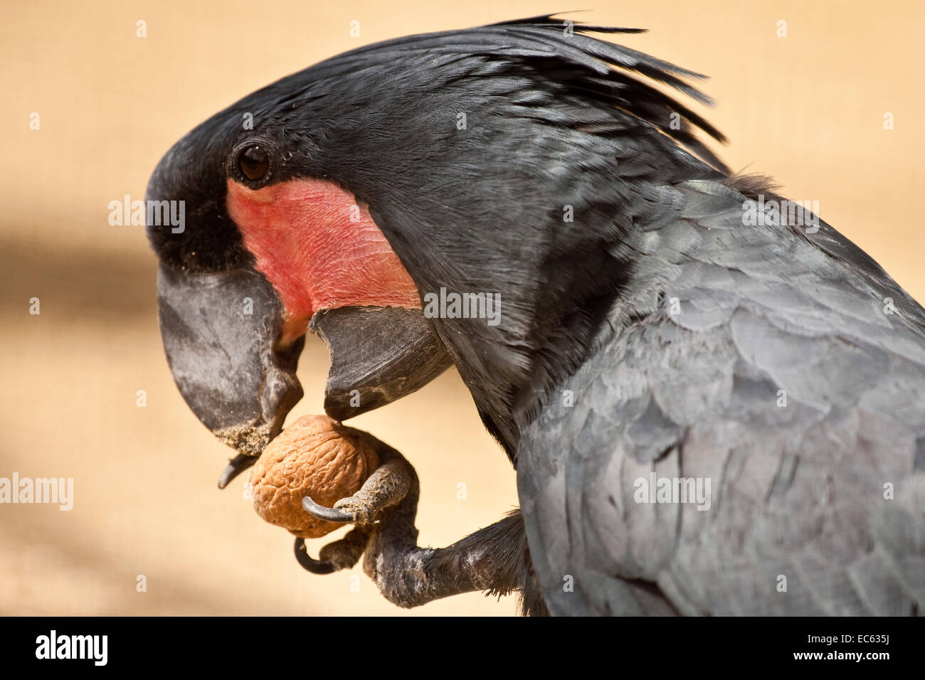 palm cockatoo Probosciger aterrimus Stock Photo