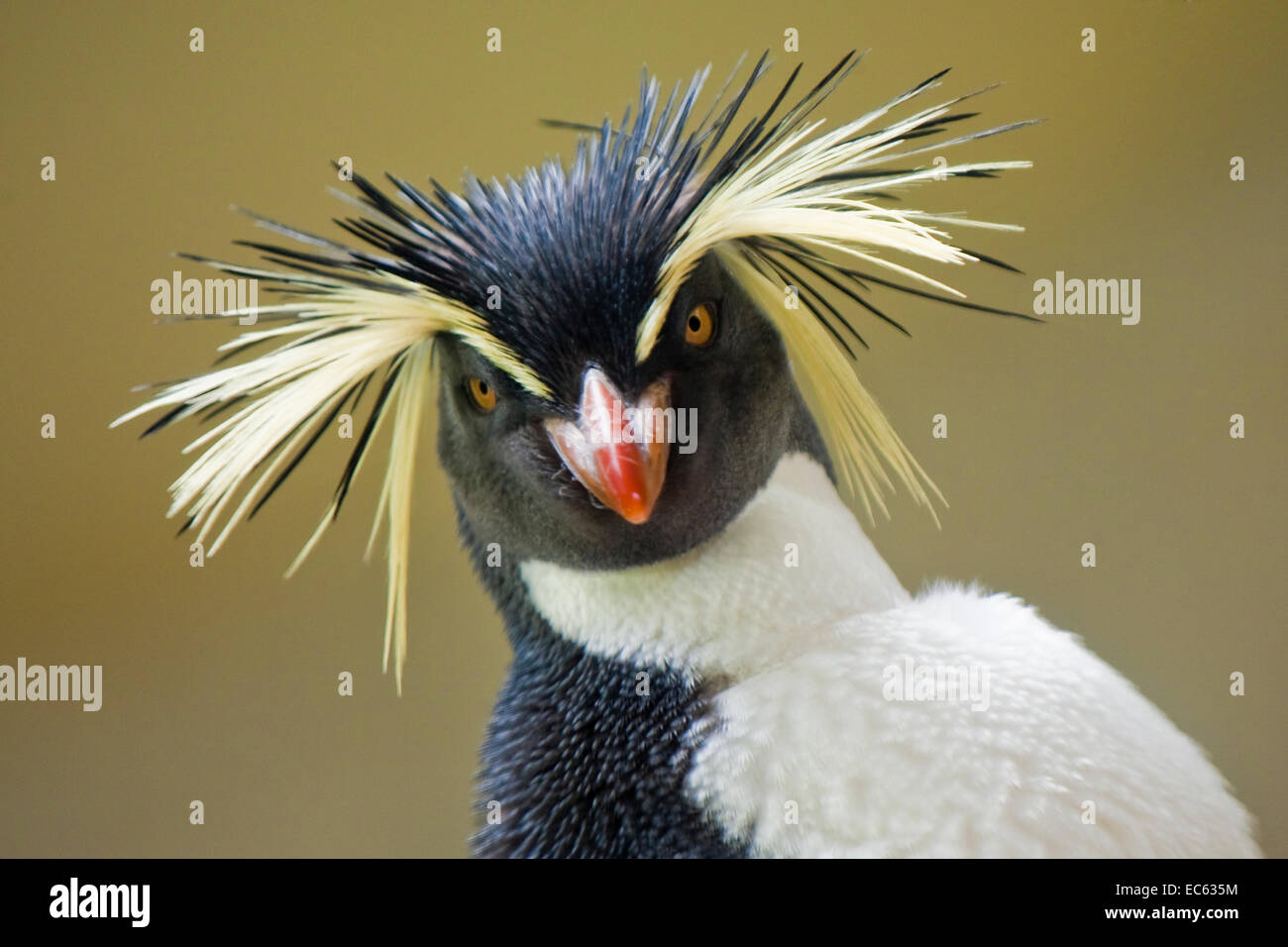 Rockhopper Penguins Eudyptes chrysocome Stock Photo