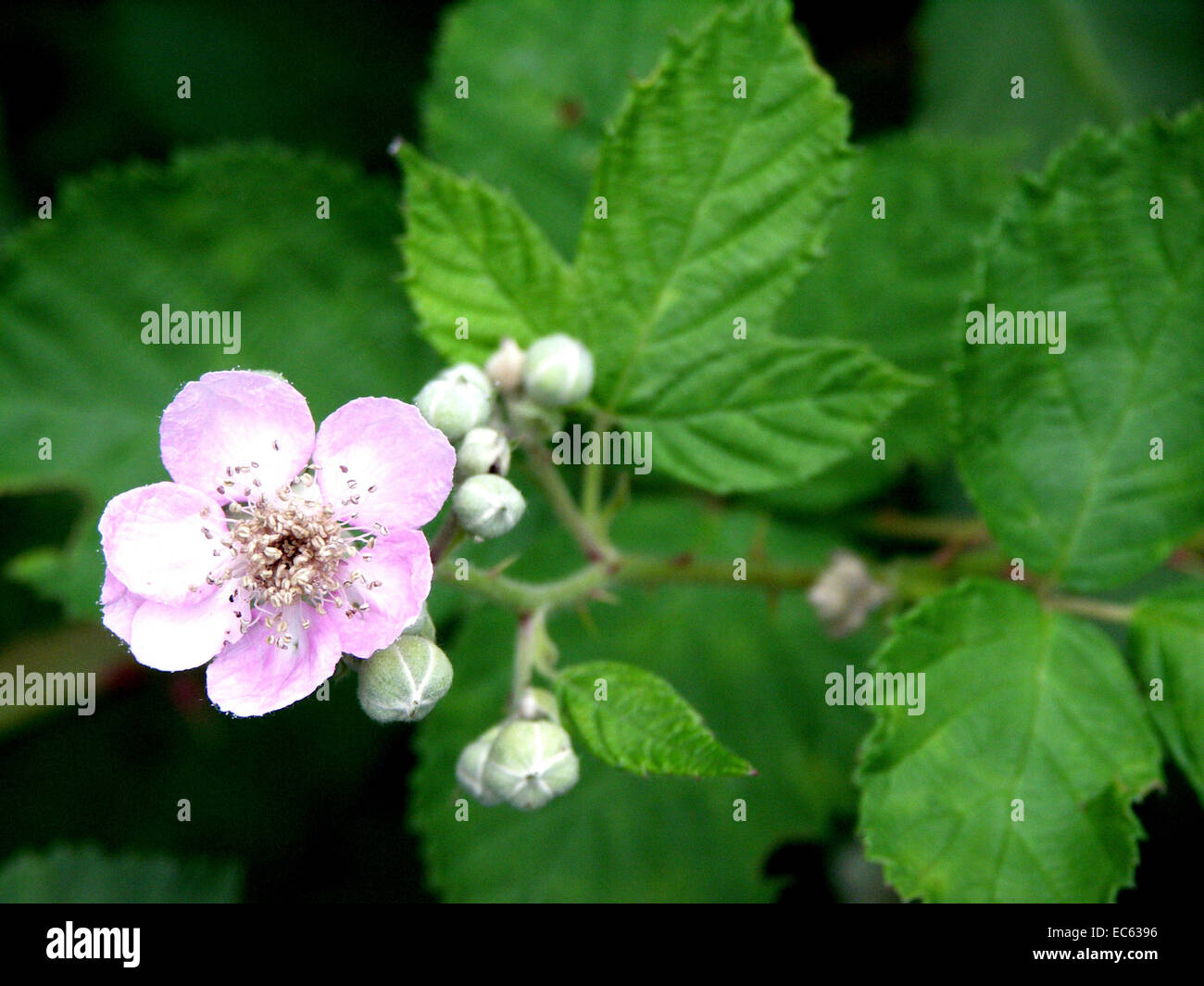 Blackberry walk hires stock photography and images Alamy