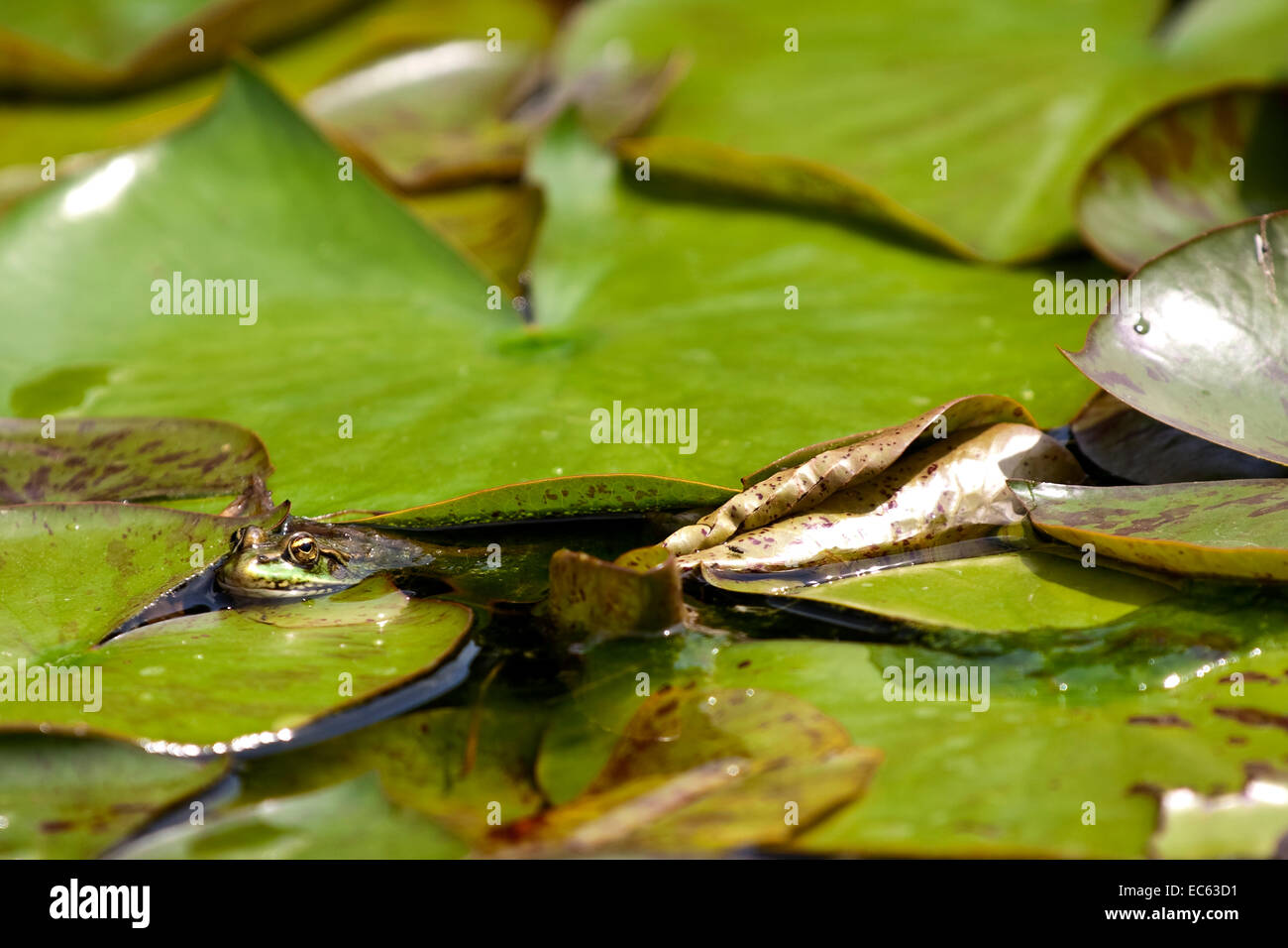 Agile Frog Rana dalmatina Stock Photo