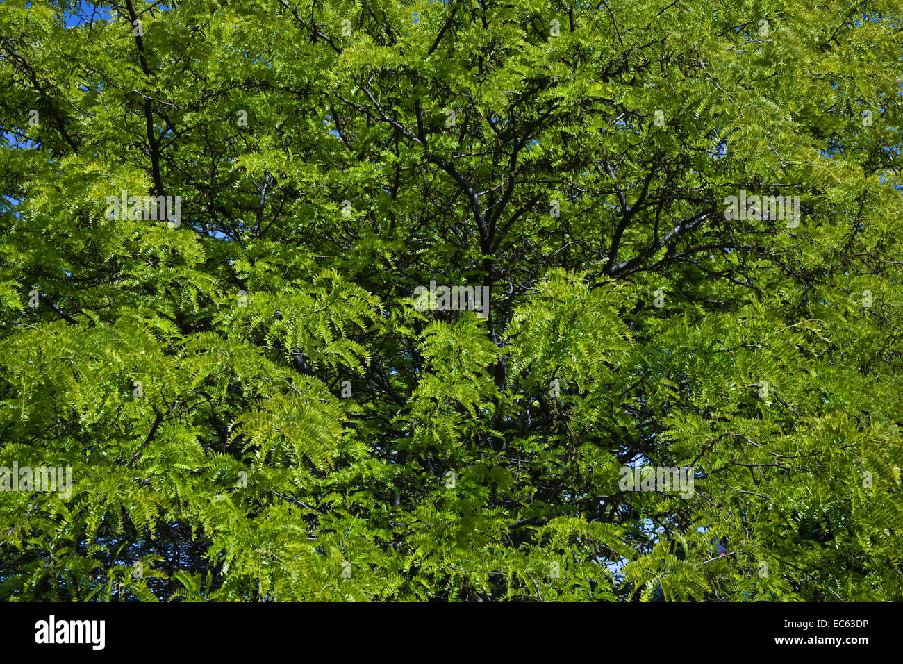 Weeping golden ash Fraxinus excelsior Stock Photo