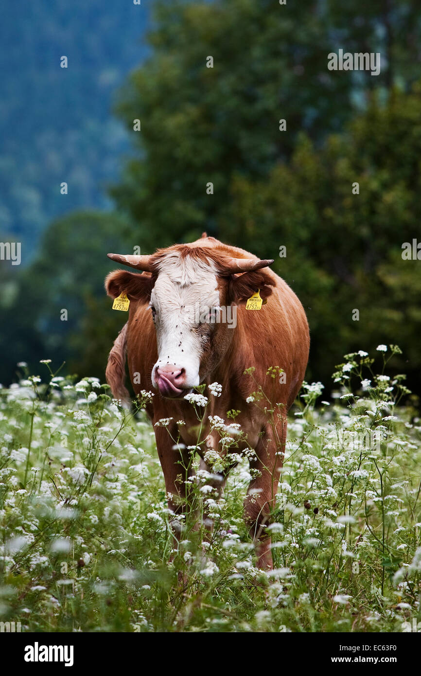 cow on a meadow Stock Photo