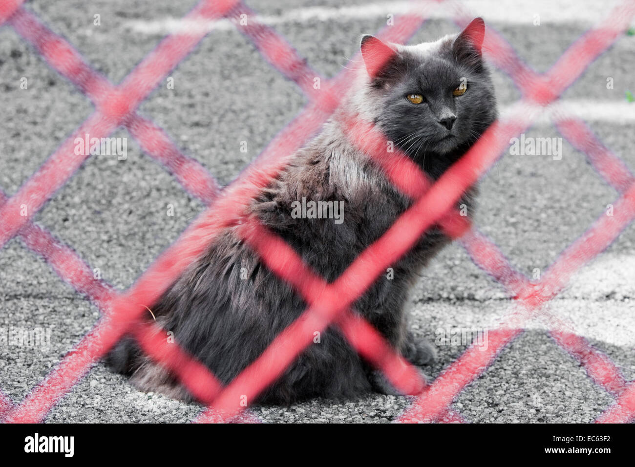 house cat behind a fence Stock Photo