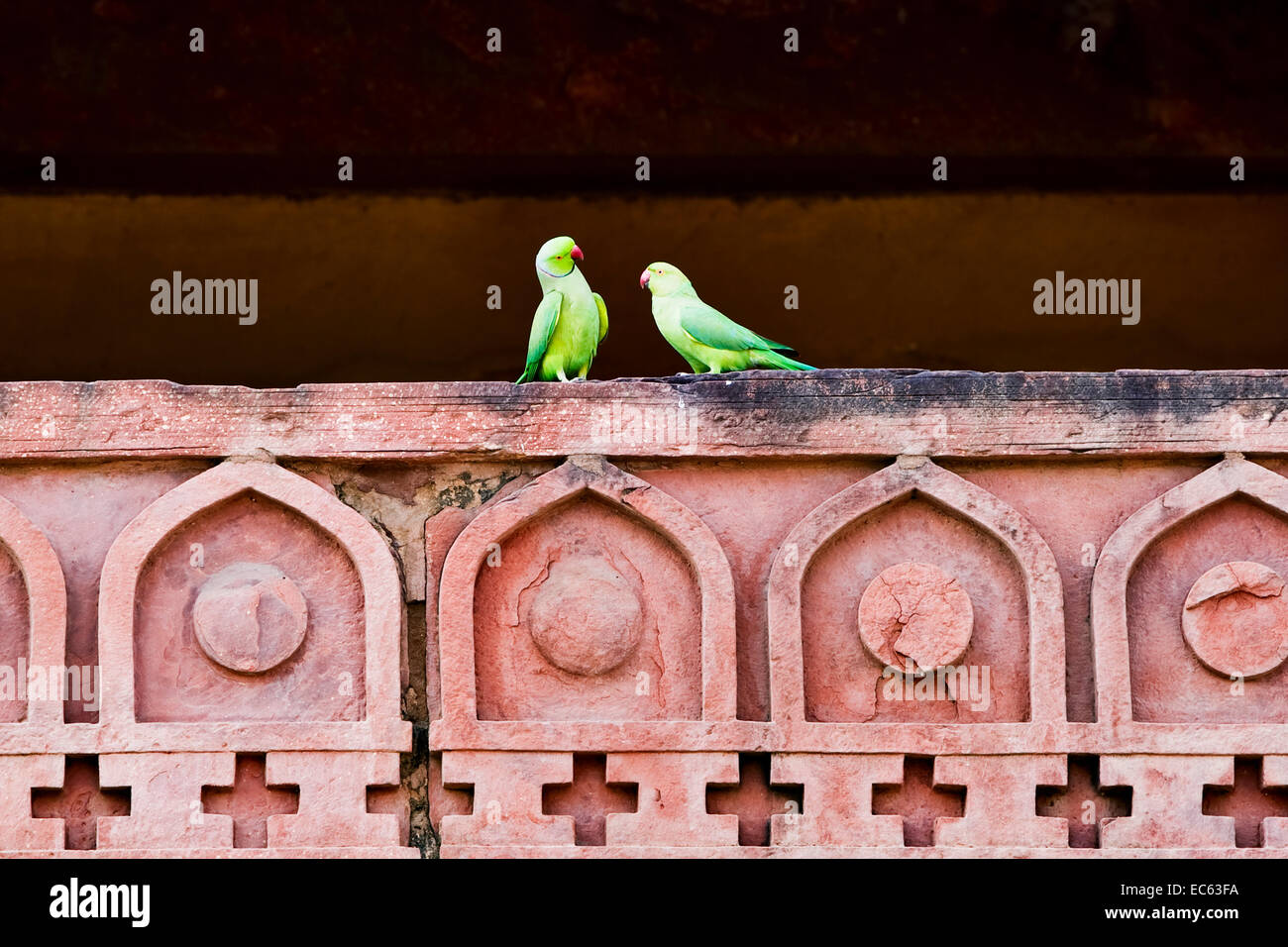 rose-ringed parakeet Stock Photo