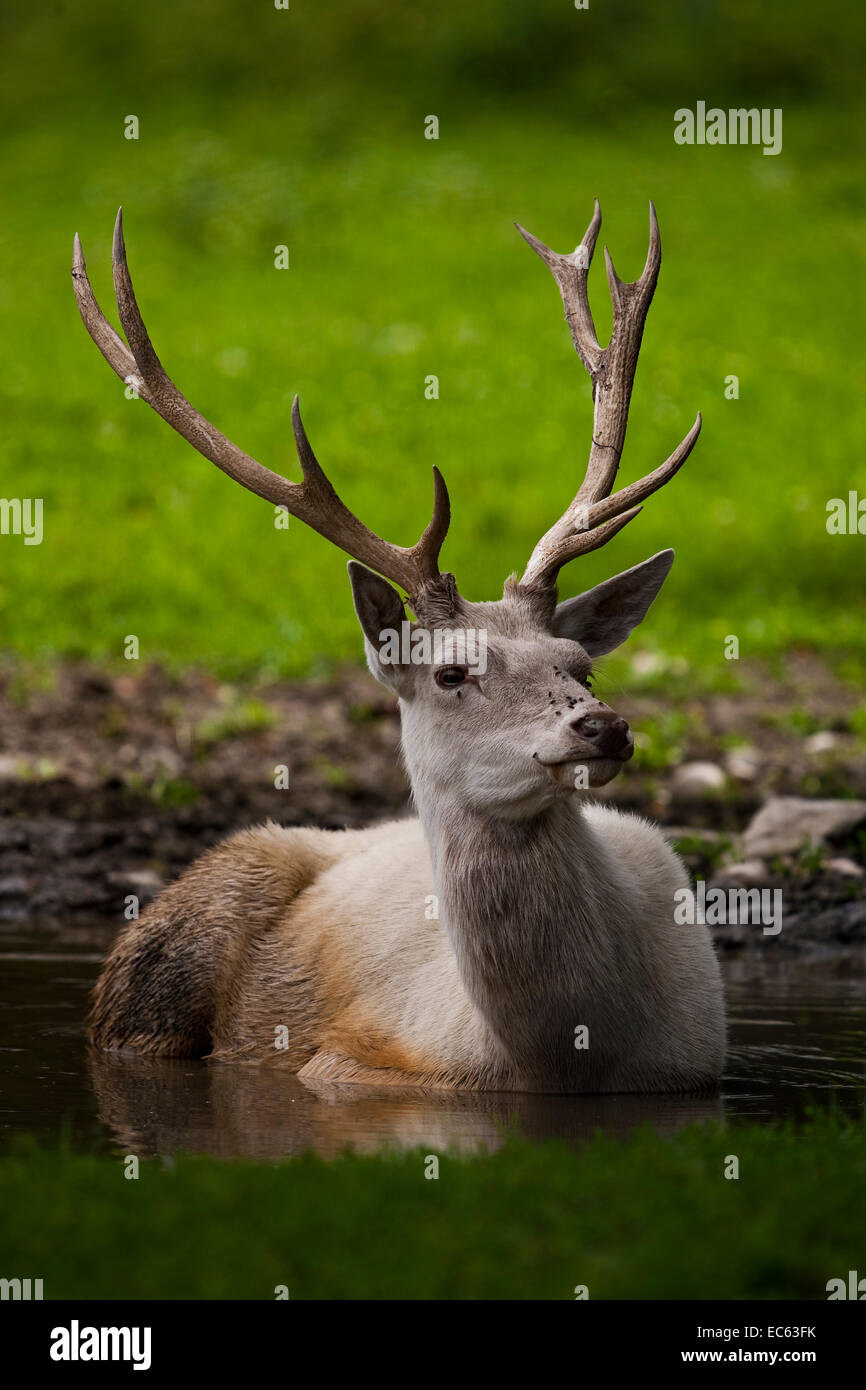 white deer Stock Photo