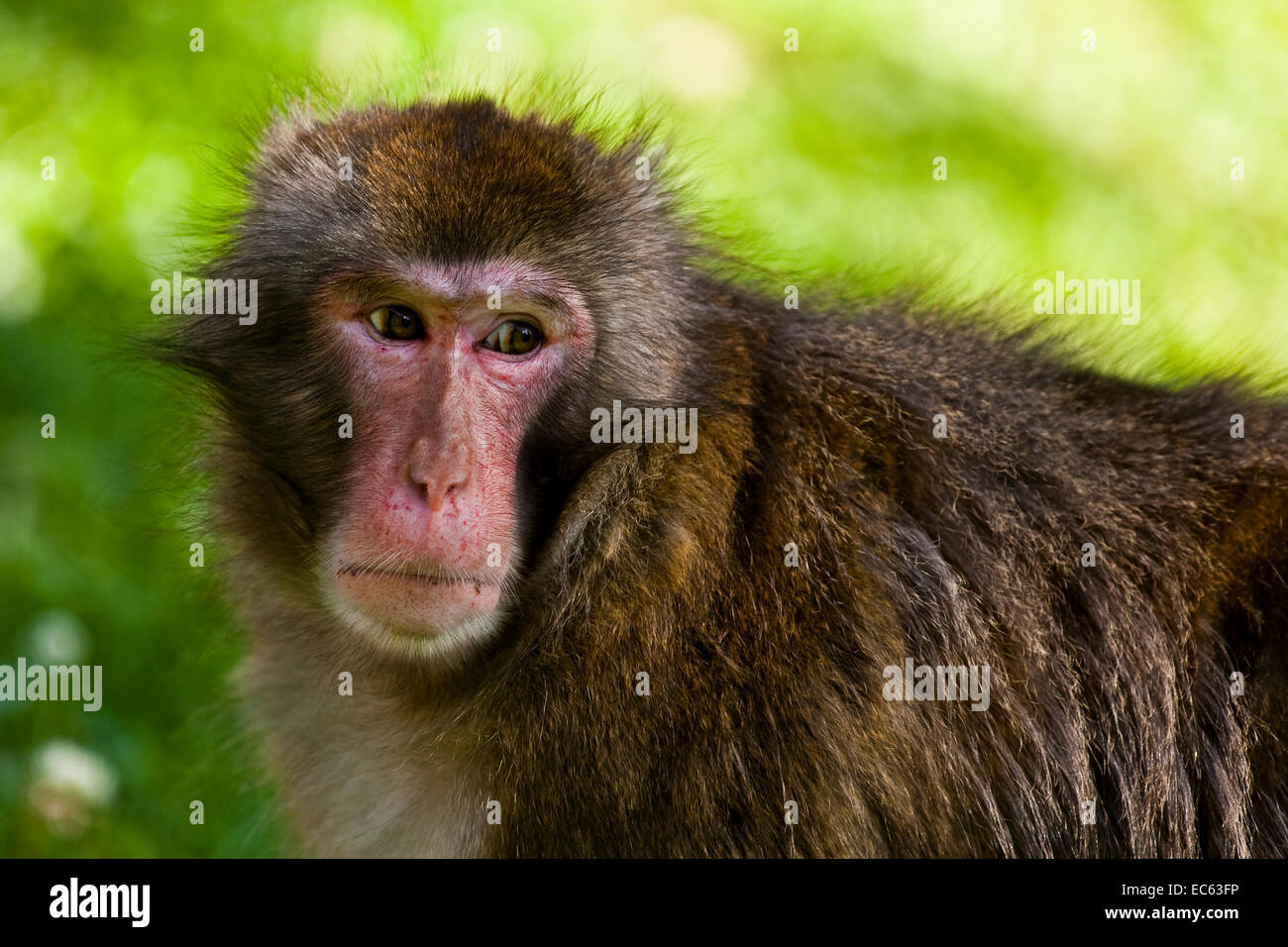 Japanese Macaque Macaca fuscata Stock Photo - Alamy