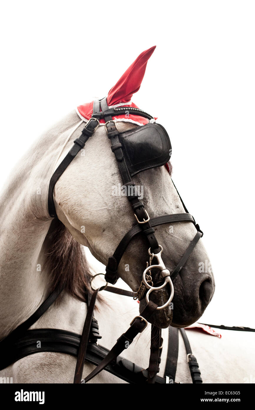 Harness horse hi-res stock photography and images - Alamy