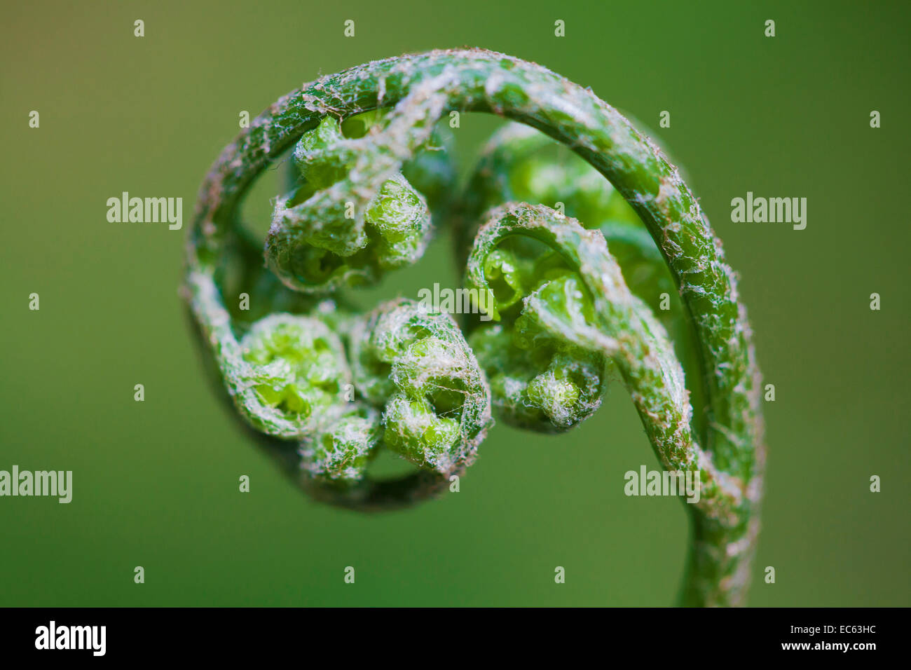 Fern front roll, beauty unfold in the sunlight, sun, rise, awaken, plant, nature Stock Photo