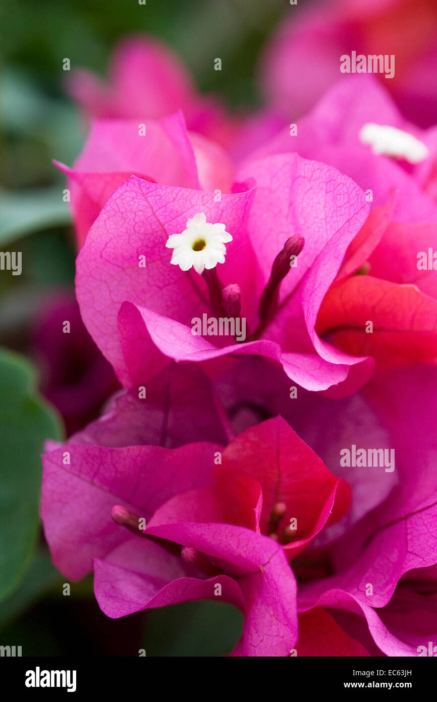 Bougainvillea spectabilis bracts and flowers. Stock Photo