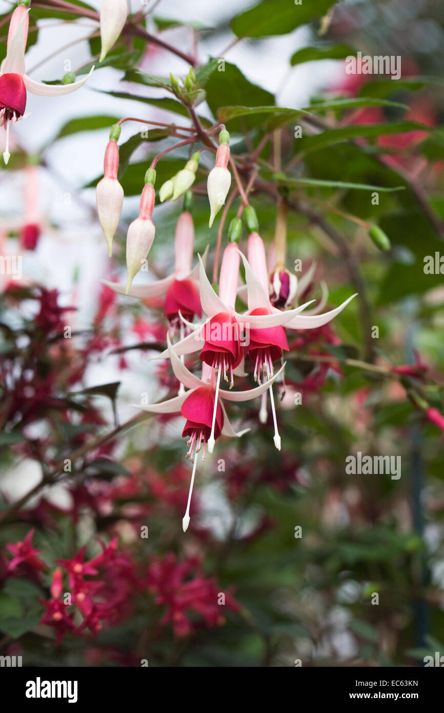 Fuchsia checkerboard hi-res stock photography and images - Alamy