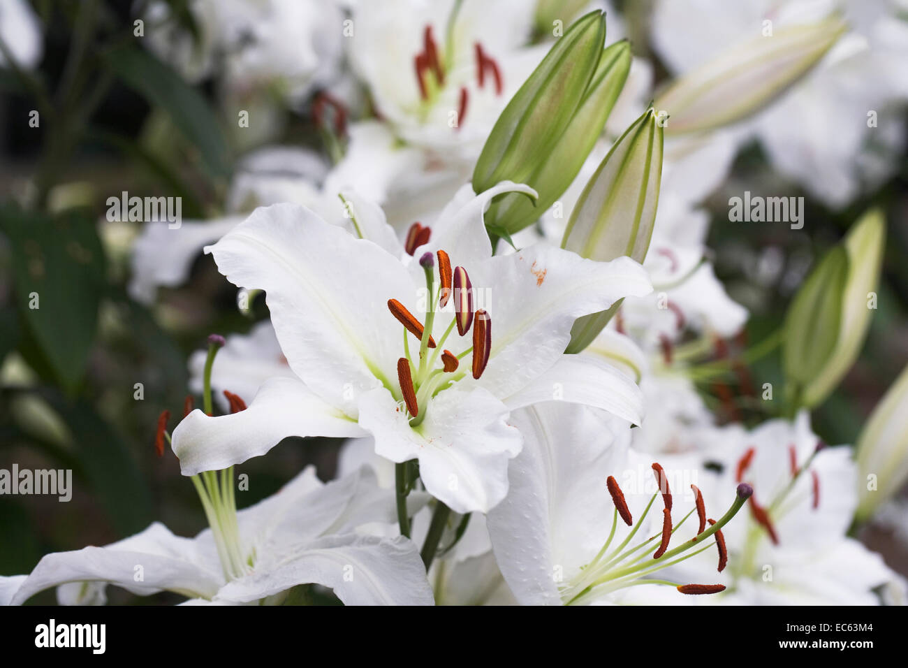 Lily white head hi-res stock photography and images - Alamy