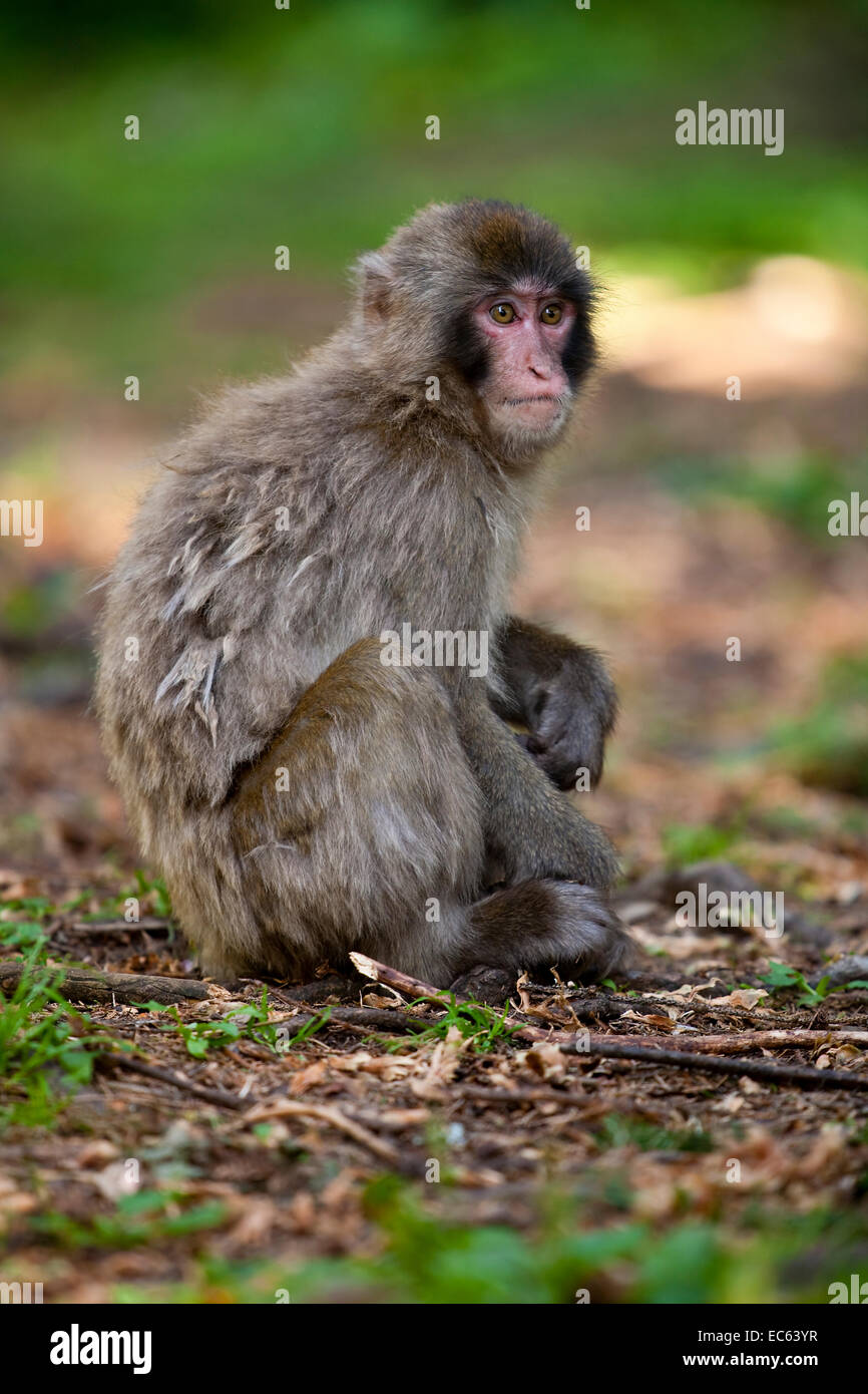 Japanese Macaque Macaca fuscata Stock Photo