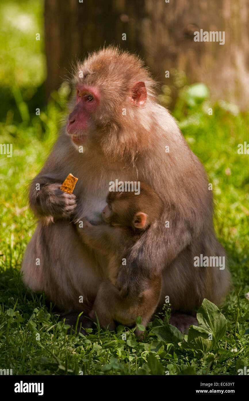 Japanese Macaque Macaca fuscata with baby Stock Photo