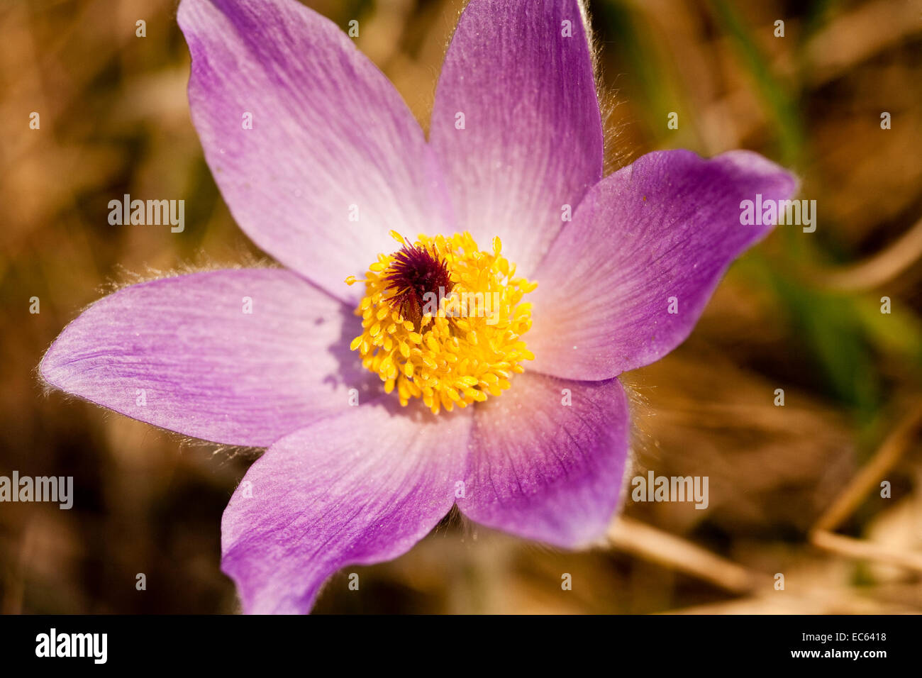 Common Pasque Flower Pulsatilla Vulgaris Stock Photo - Alamy