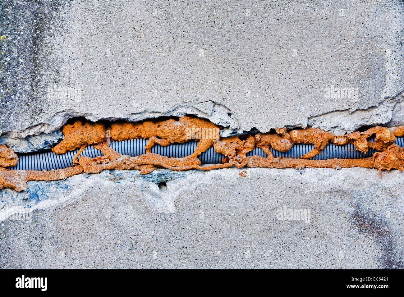 Immured Immured hi-res stock photography and images - Alamy