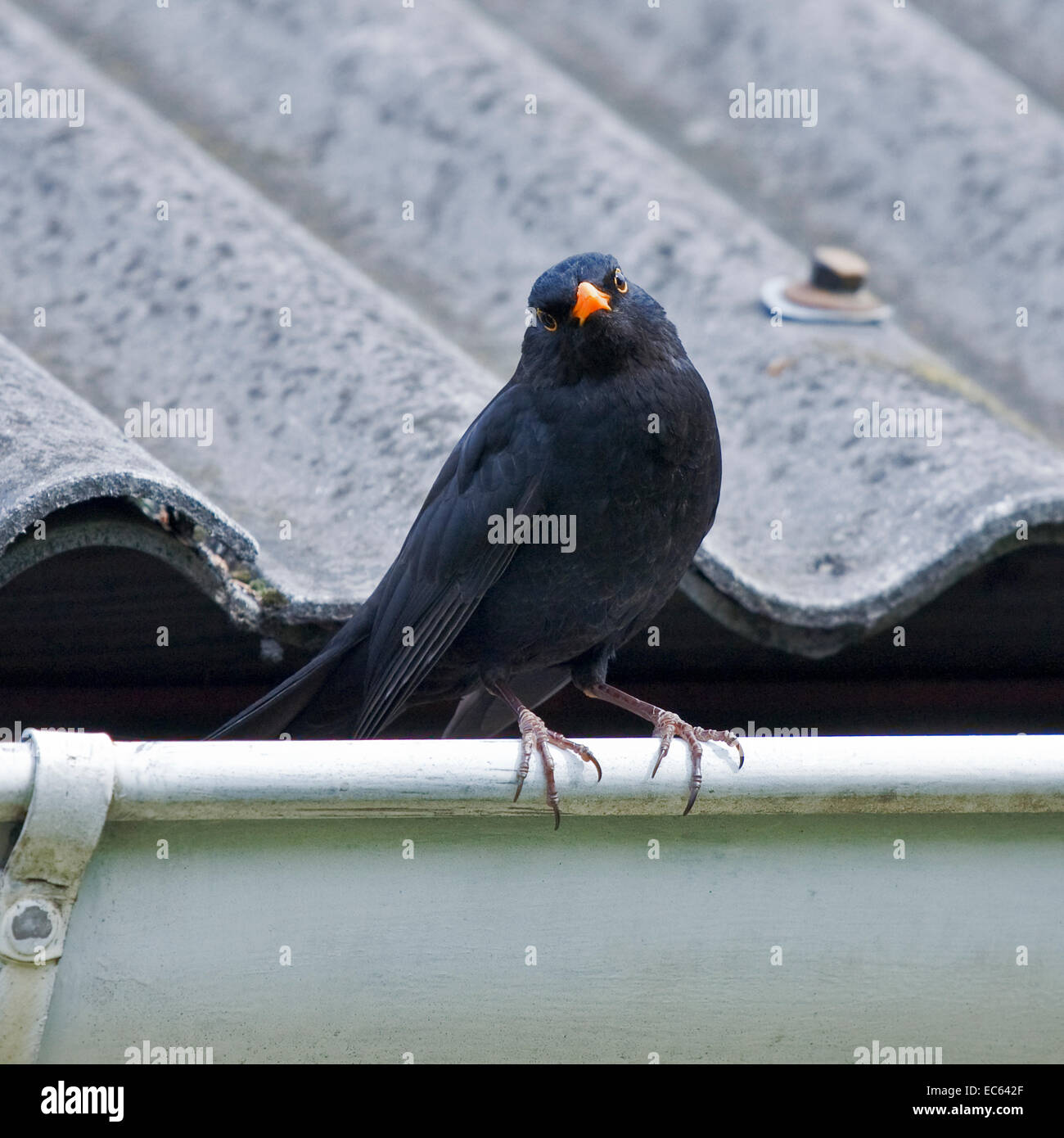 blackbird Turdus merula male Stock Photo - Alamy