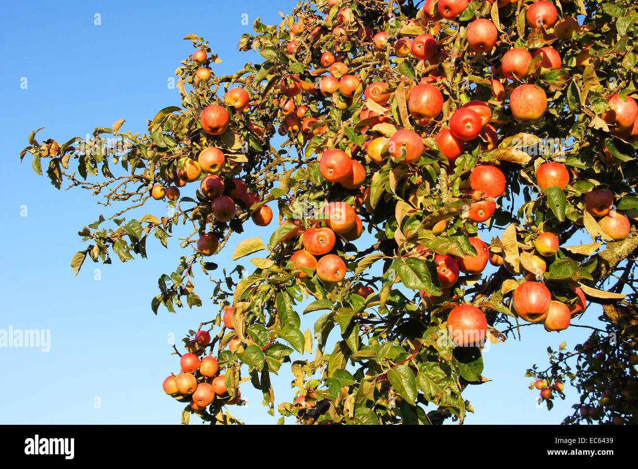 Ripely hi-res stock photography and images - Alamy