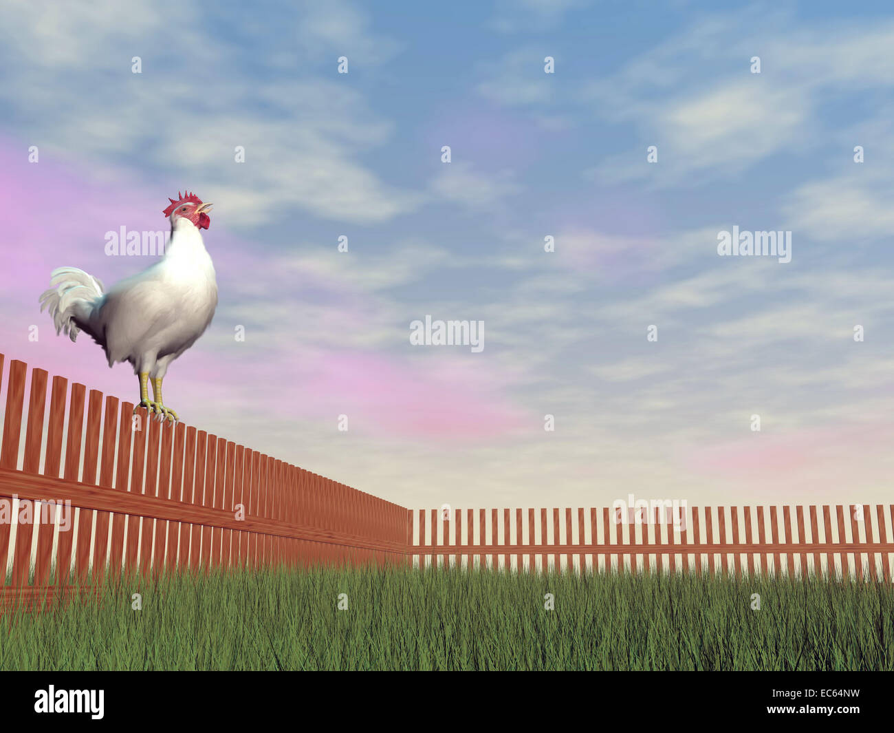 One rooster alone standing on a wood fence while crowing in the morning light Stock Photo Alamy