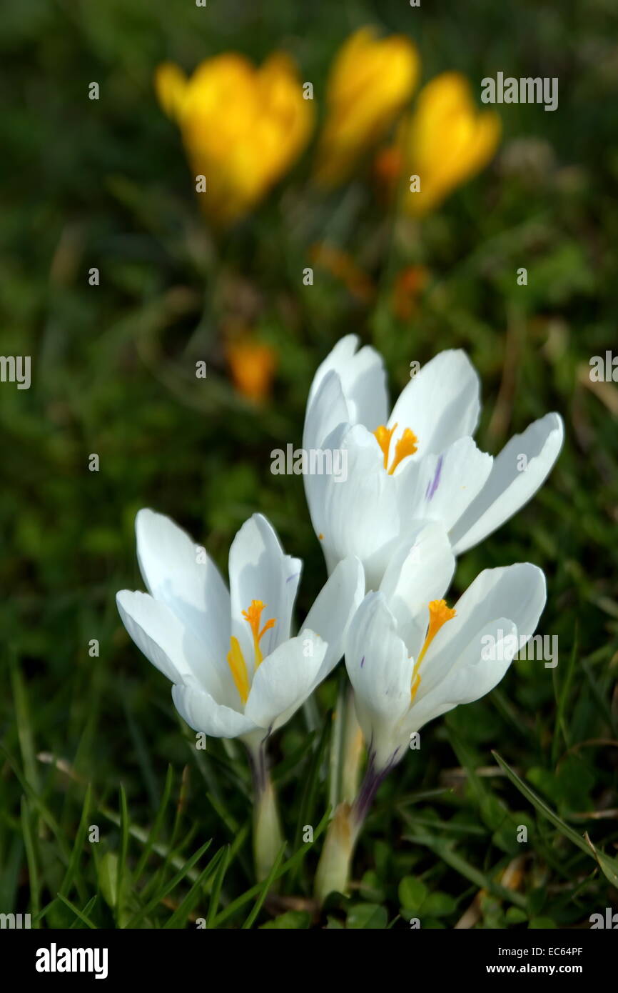 Close up on white crocus flowers and yellow in the background Stock Photo