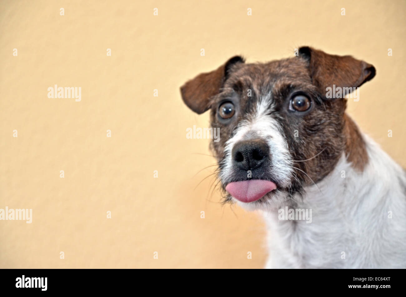 Dog sticks out her tongue Stock Photo Alamy