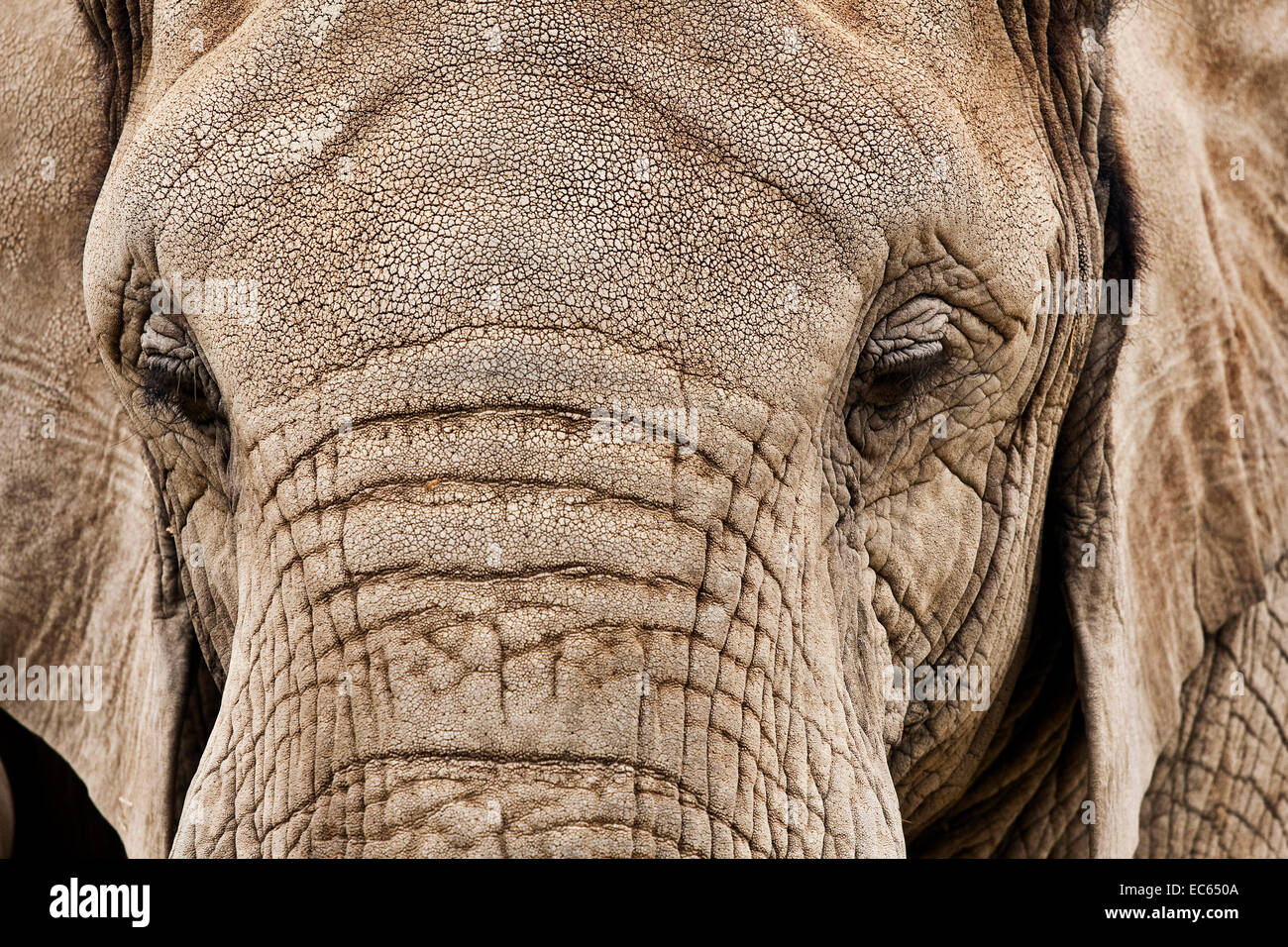 African bush elephant Loxodonta africana Stock Photo