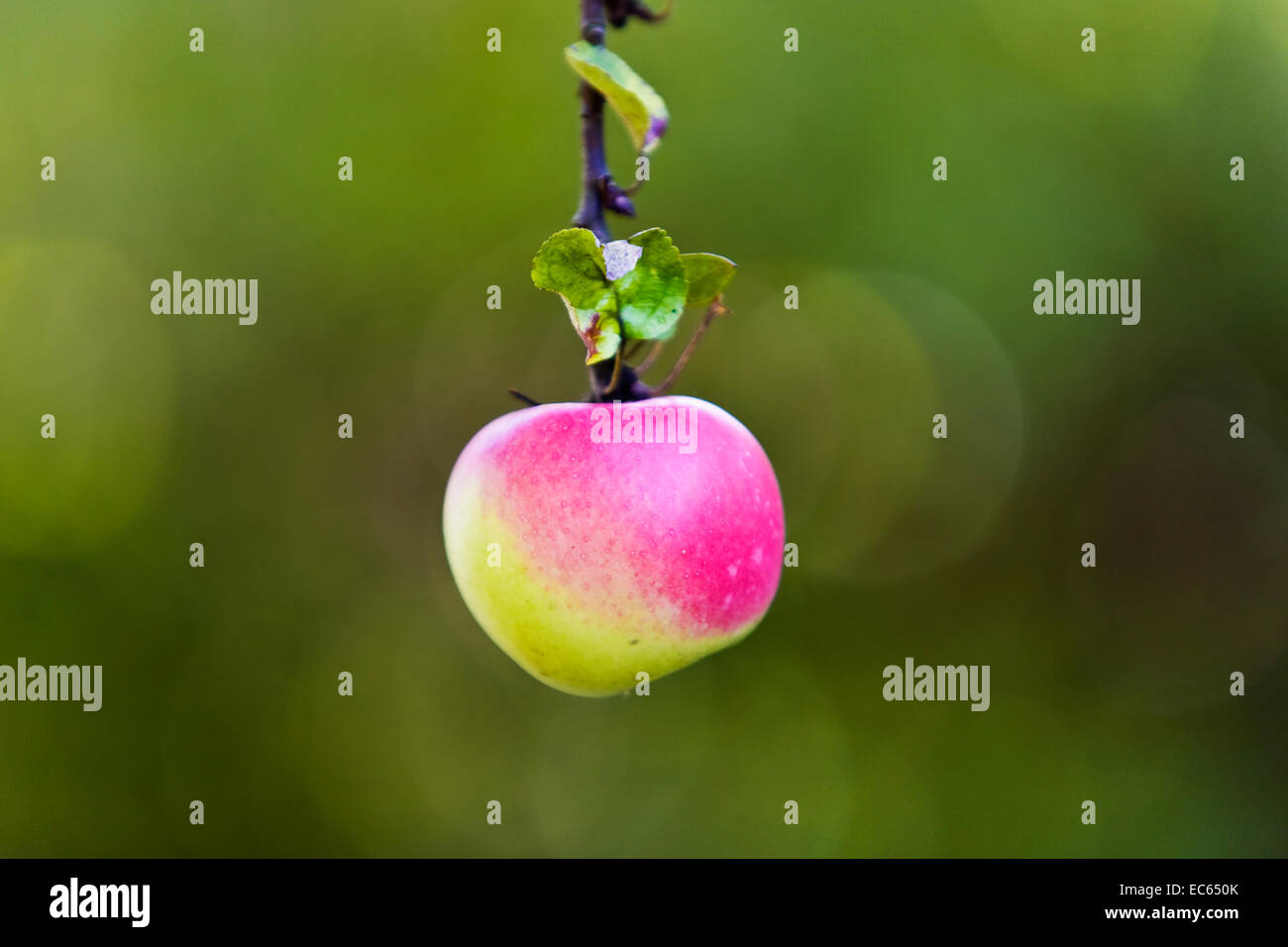apple on a limb Stock Photo