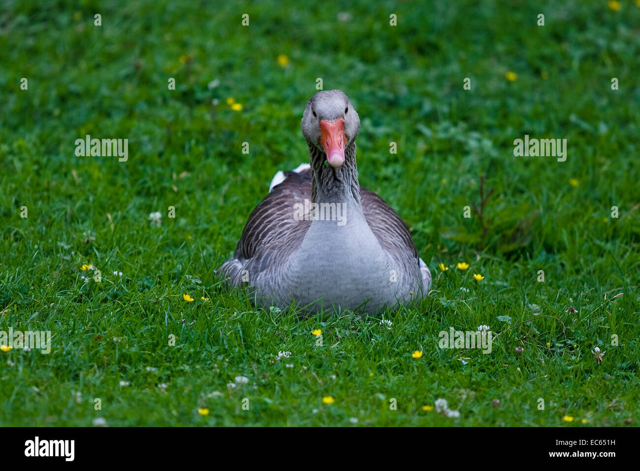 goose on a meadow Stock Photo