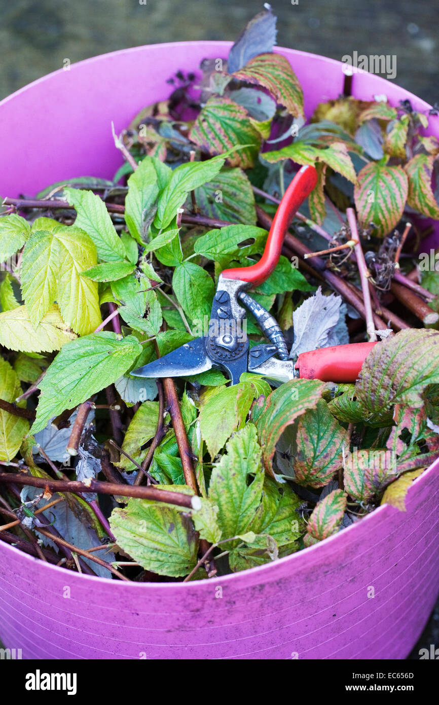 Pruning Autumn fruiting raspberries. Stock Photo