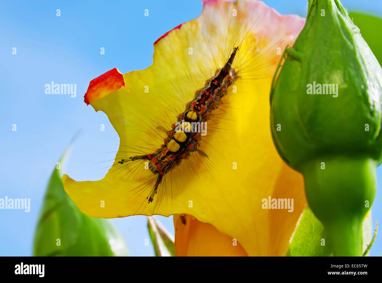 Little green caterpillar hi-res stock photography and images - Alamy