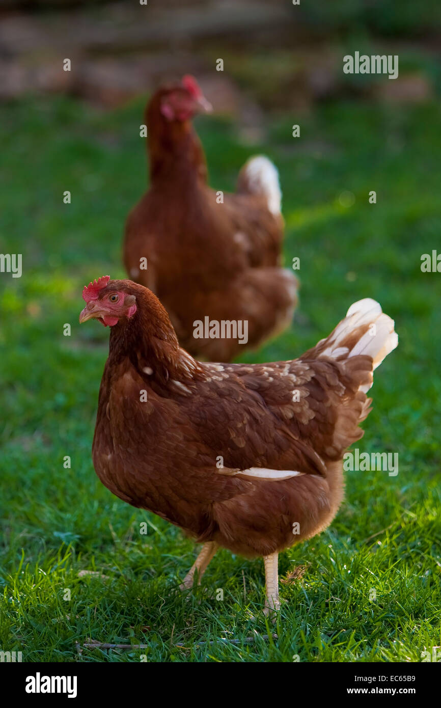 Deep litter eggs hires stock photography and images Alamy