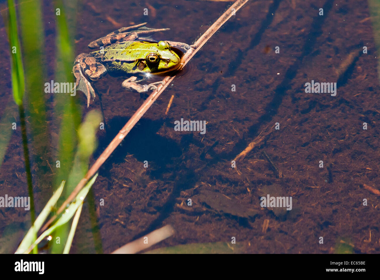 green frog Pelophylax Stock Photo