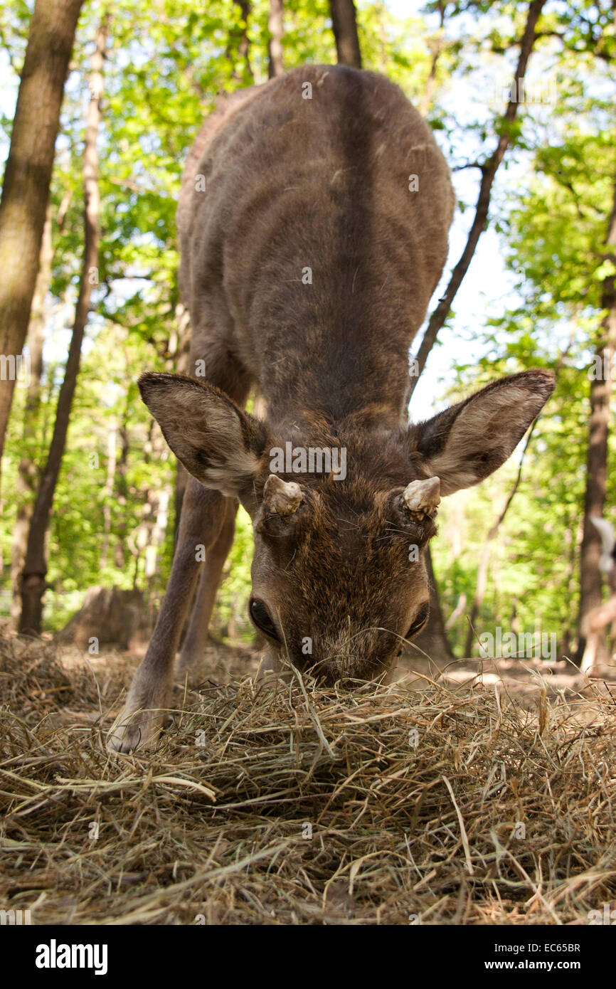 female Japanese deer Cervus nippon Stock Photo