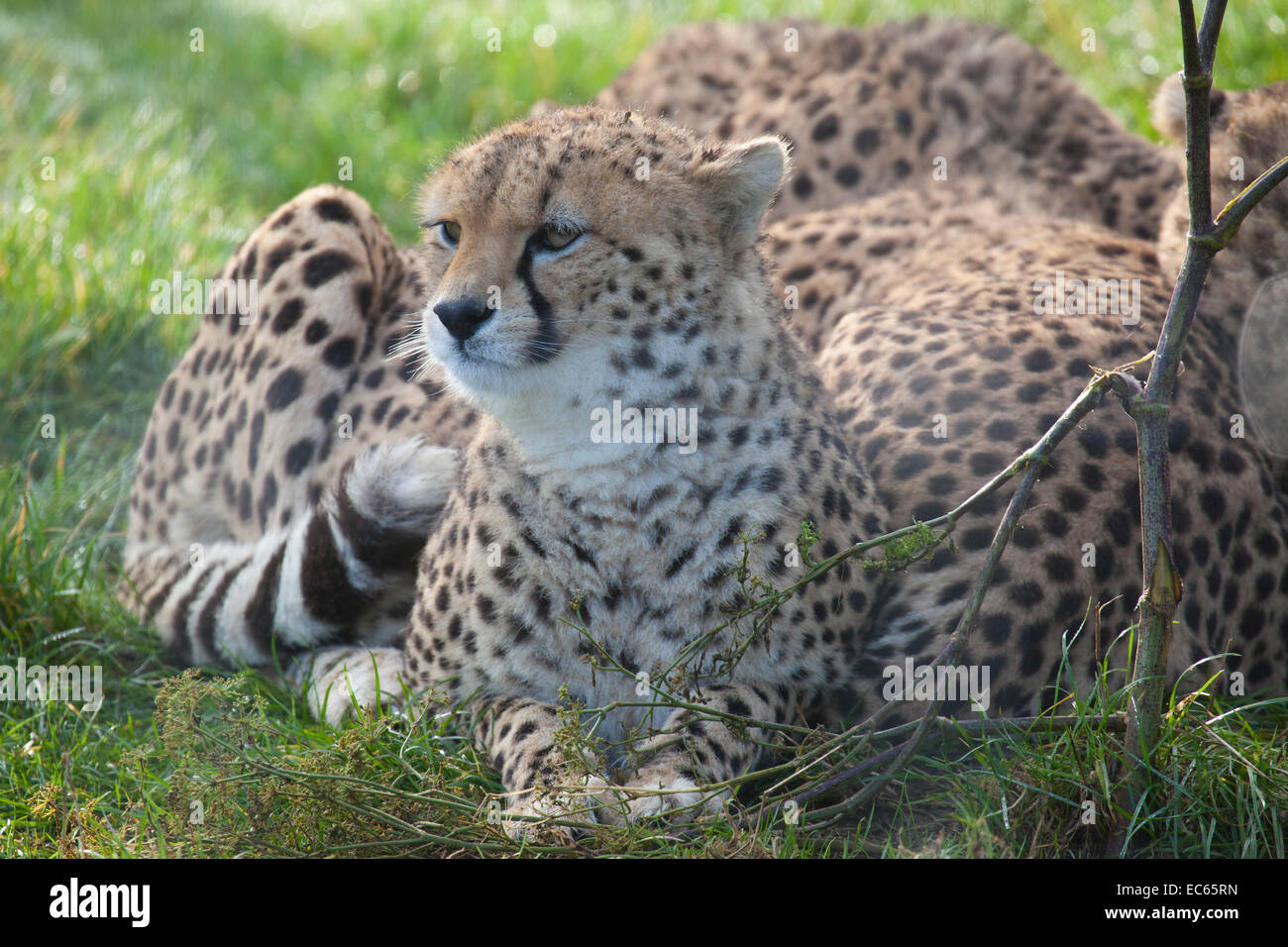 Three young cheetah relaxing in the sun Stock Photo